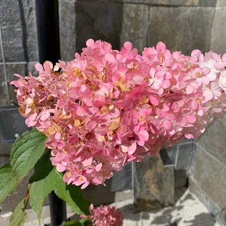 Antonowka Вилла *